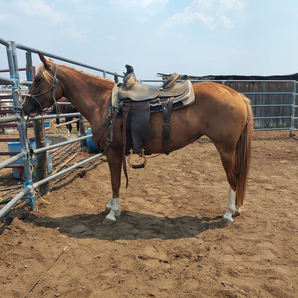 Super cute mare "Mouse" 