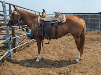 Super cute mare "Mouse"