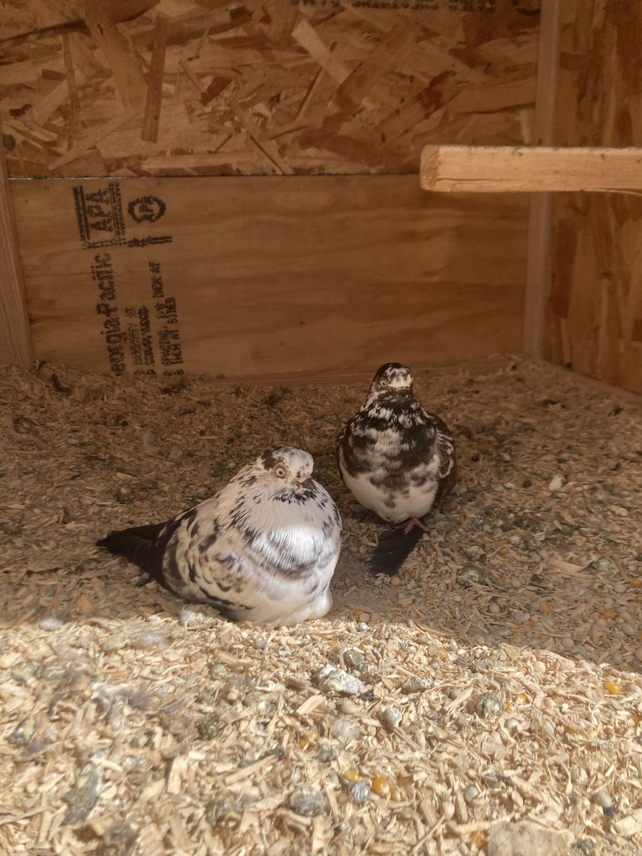 Portuguese Tumbler Pigeons