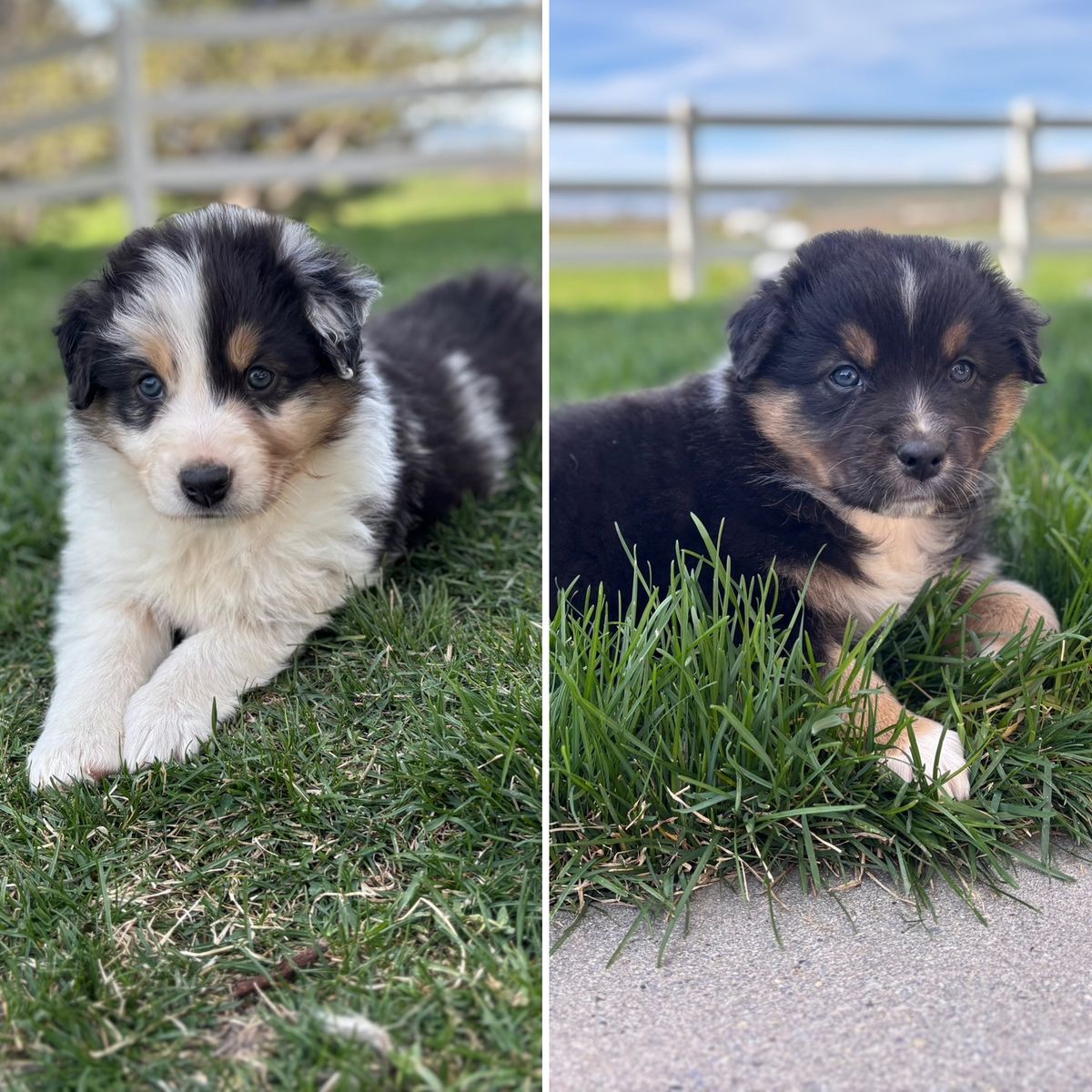 ASDR Australian Shepherd Puppies - Standard Sized