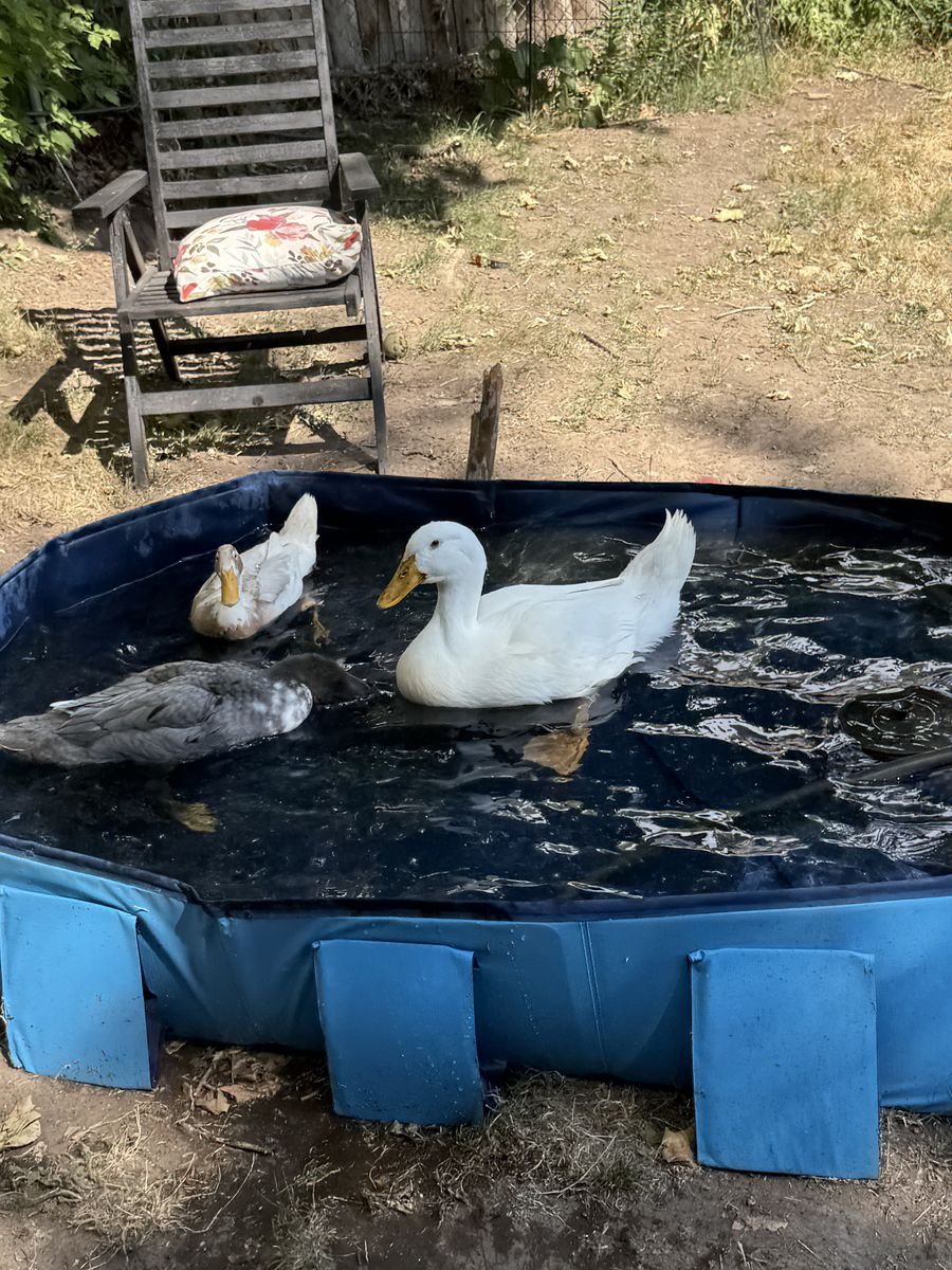 male ducks