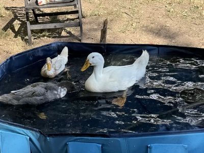 male ducks