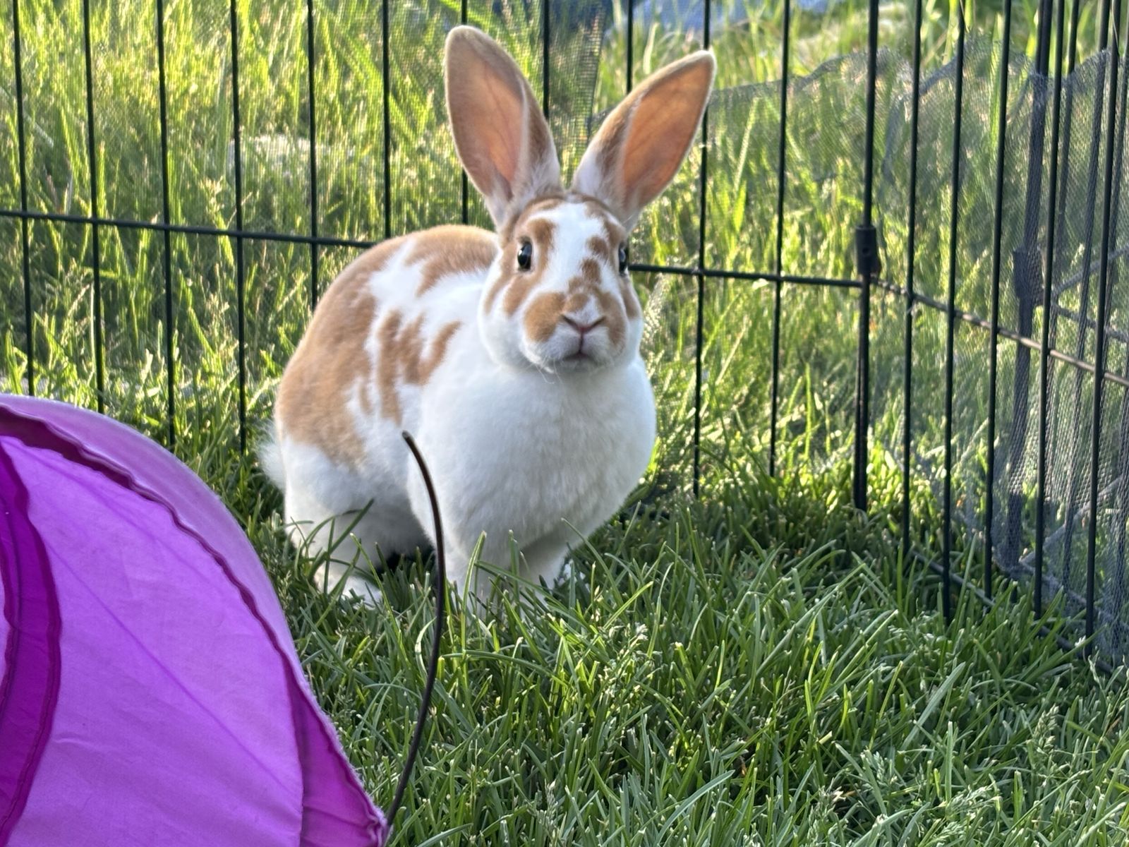 Pure Standard Rex Rabbit Bucks