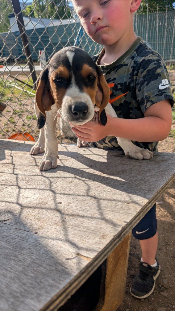 – UKC Registered Walker Hound Puppies