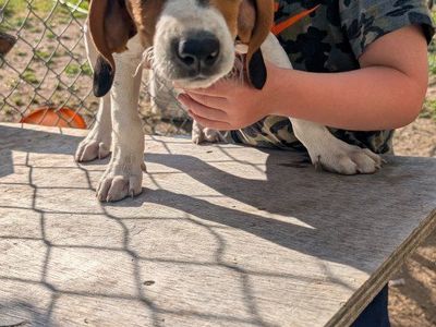 – UKC Registered Walker Hound Puppies