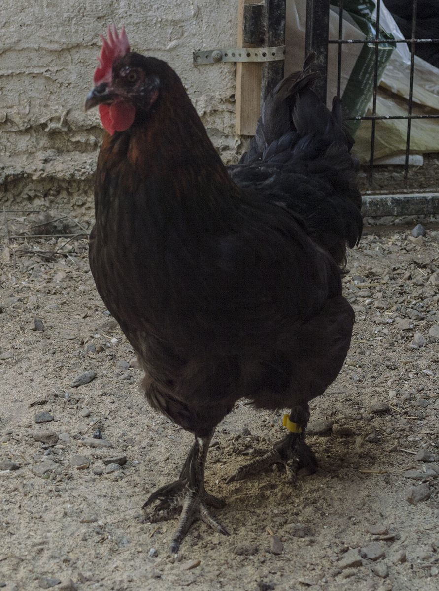 Black Copper Marans Hens