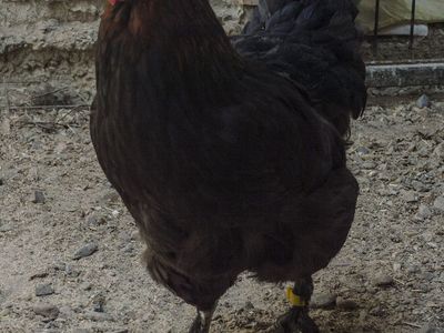Black Copper Marans Hens
