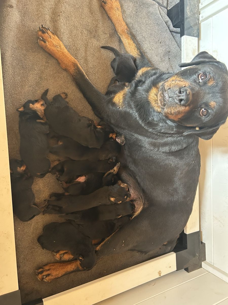 Rottweiler Puppy