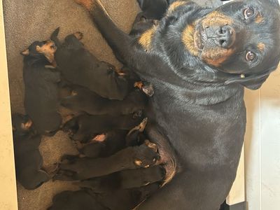 Rottweiler Puppy
