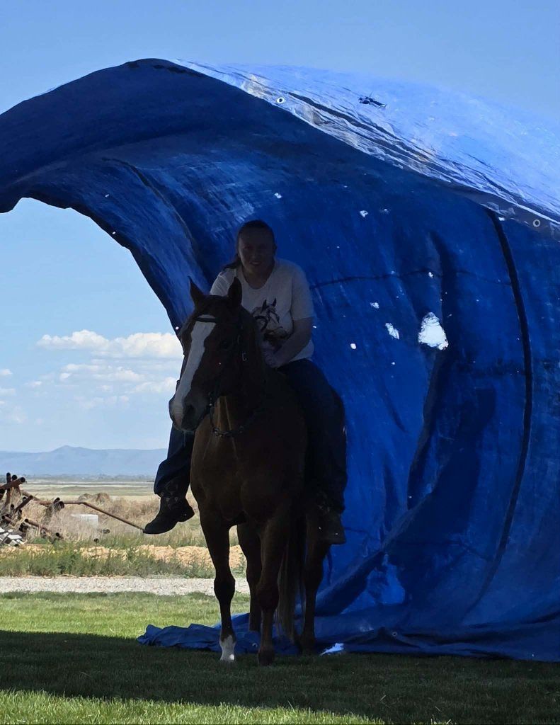 sweet family friendly mare