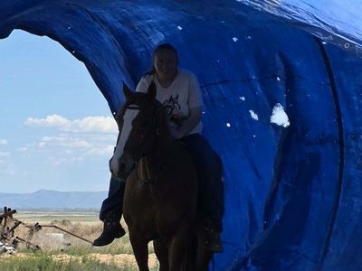 sweet family friendly mare
