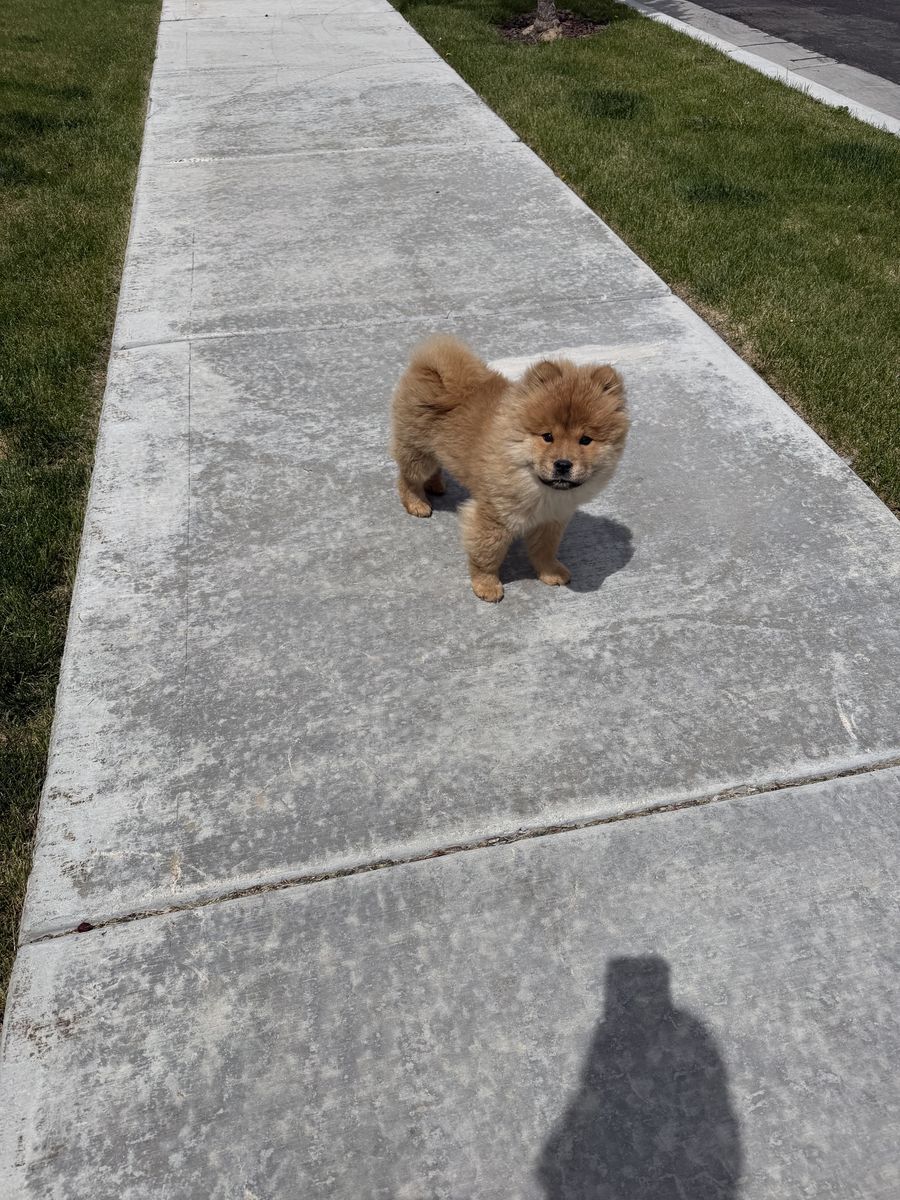 Chow Chow puppy