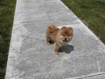 Chow Chow puppy
