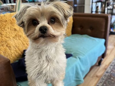 Parti Yorkie “Jackson “
