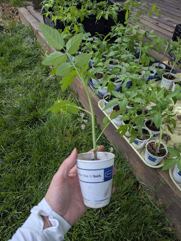 Tomato plant starts!