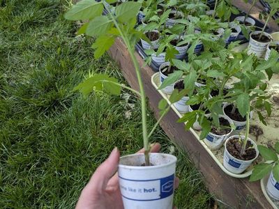 Tomato plant starts!