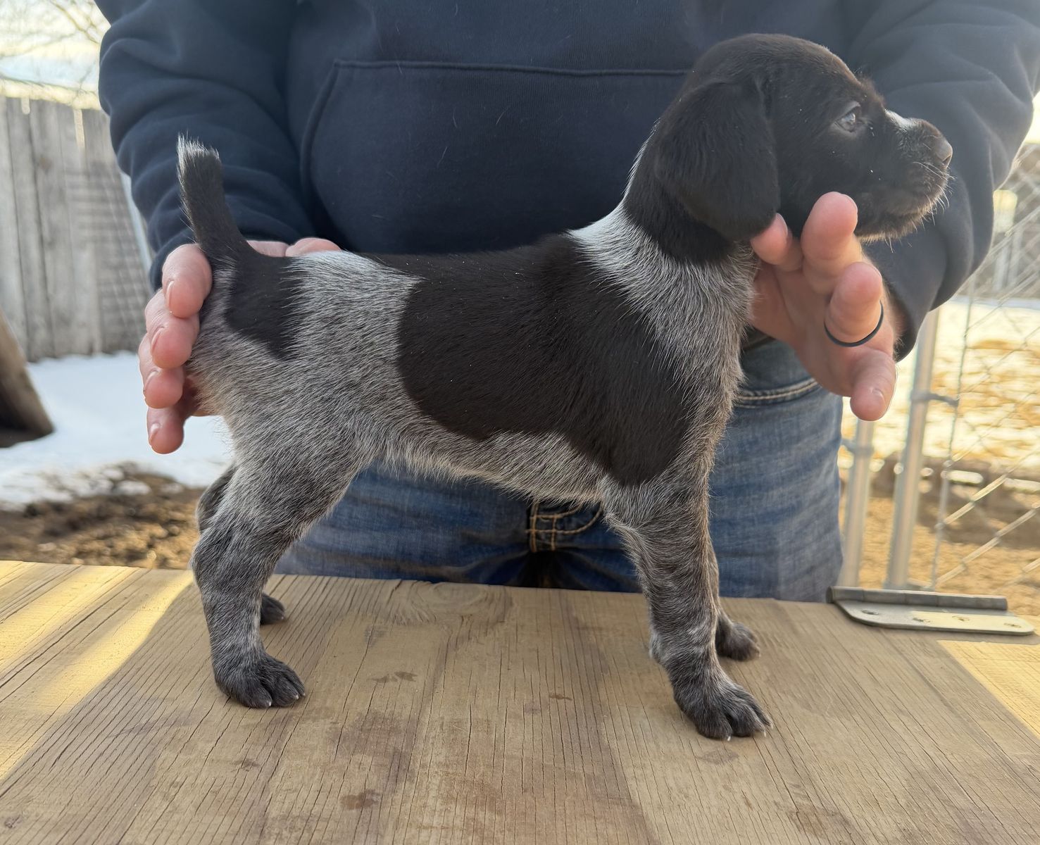 German Wirehaired Pointer Puppies
