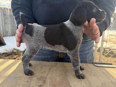 German Wirehaired Pointer Puppies