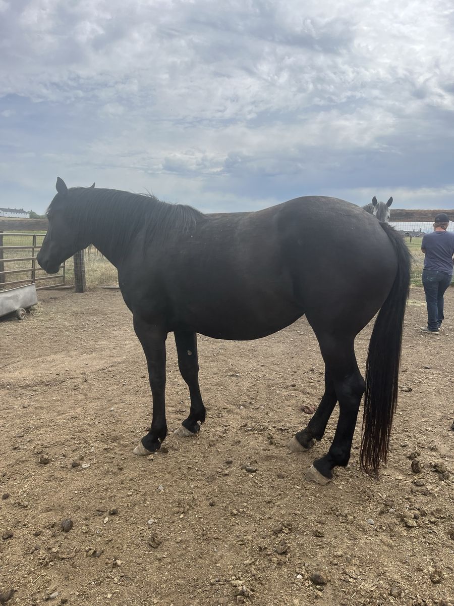 Half Draft Mare
