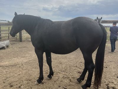 Half Draft Mare