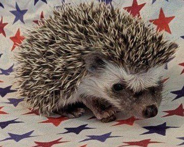 Baby Female Hedgehog "Thistlewit"