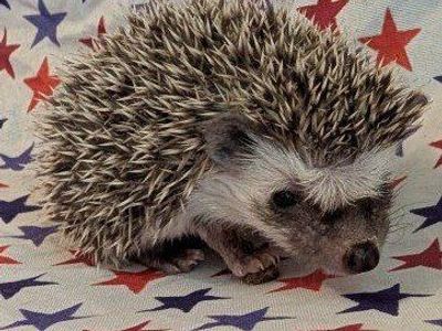 Baby Female Hedgehog "Thistlewit"