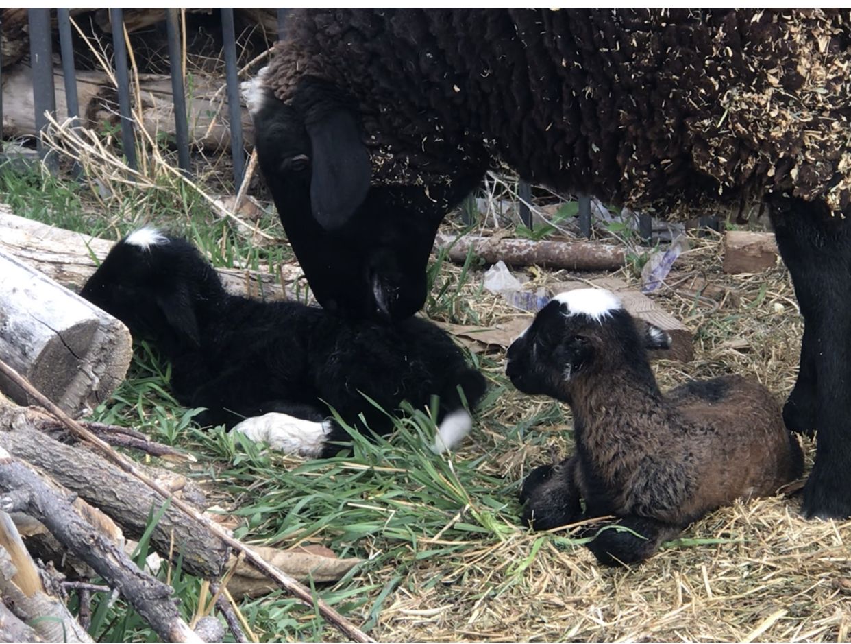 Black yearling ewe, w/  healthy beautiful twins.