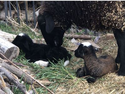 Black yearling ewe, w/ healthy beautiful twins.