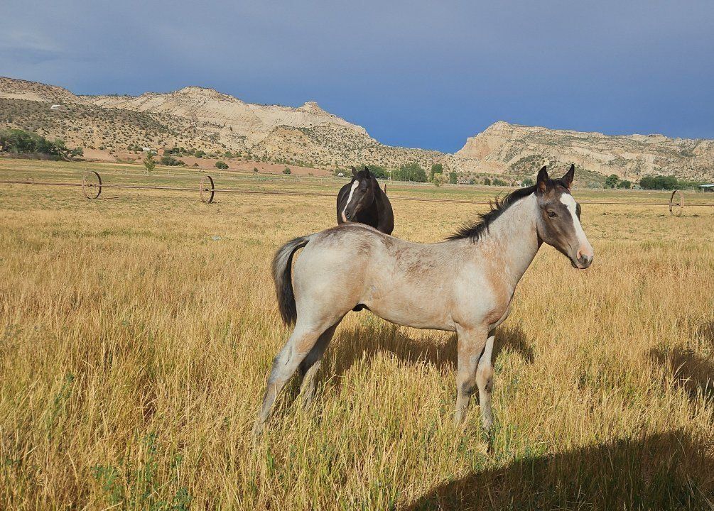 2026 AQHA colt Smoky Roosters