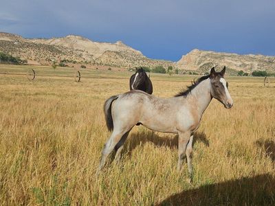 2026 AQHA colt Smoky Roosters