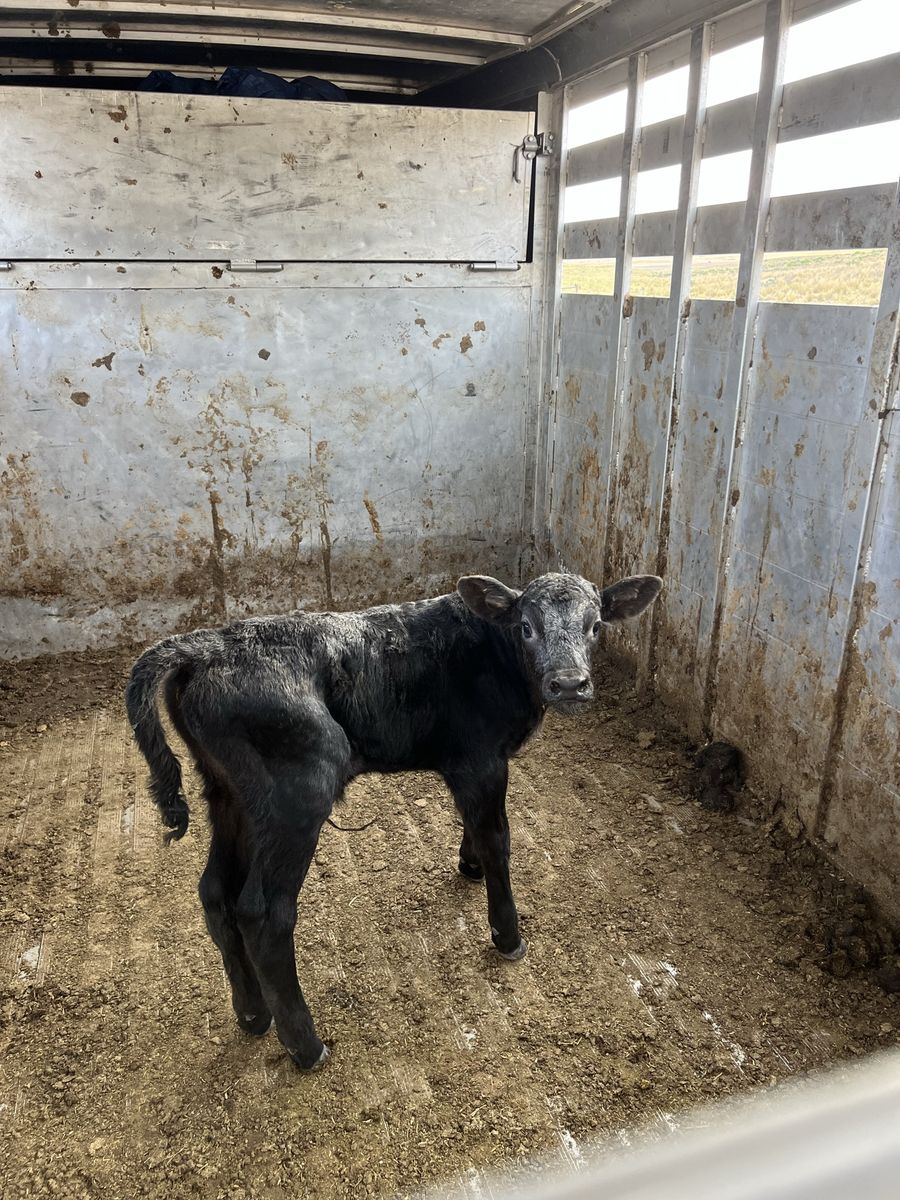 Bull calf 1/2 wagyu 1/2 angusLivestock for Sale
