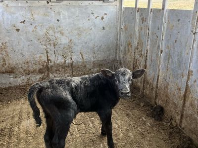 Bull calf 1/2 wagyu 1/2 angusLivestock for Sale