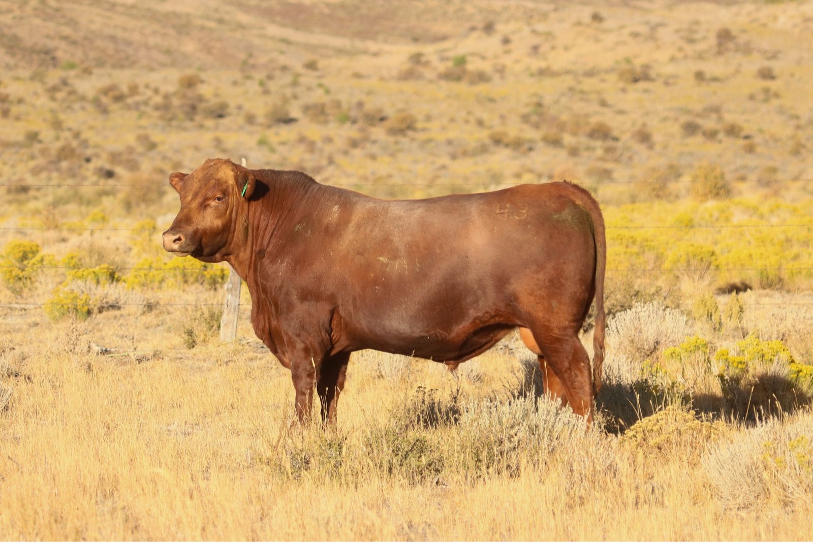 Blk & Red Angus Annual Bull Sale