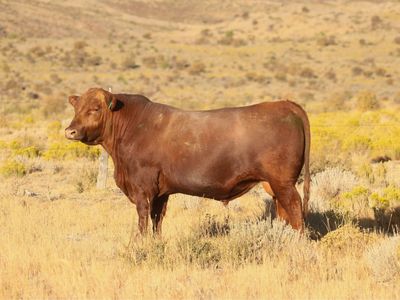 Blk & Red Angus Annual Bull Sale