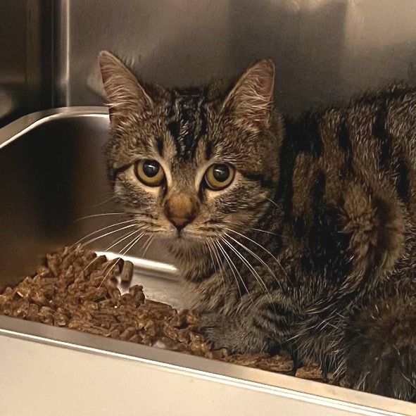 Hello my name is Cozy