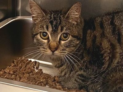 Hello my name is Cozy