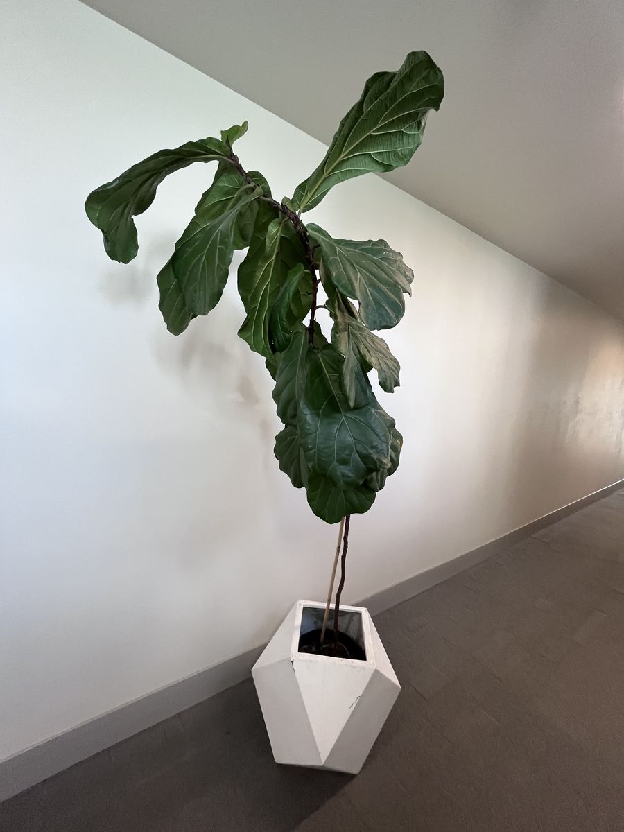7 foot tall fiddle leaf fig with geodesic white west elm planter