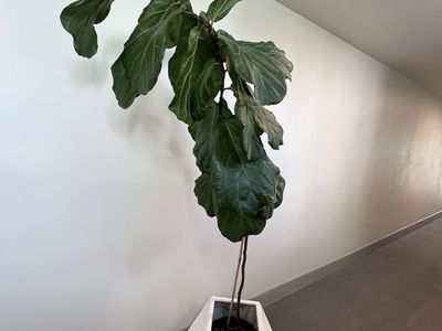 7 foot tall fiddle leaf fig with geodesic white west elm planter