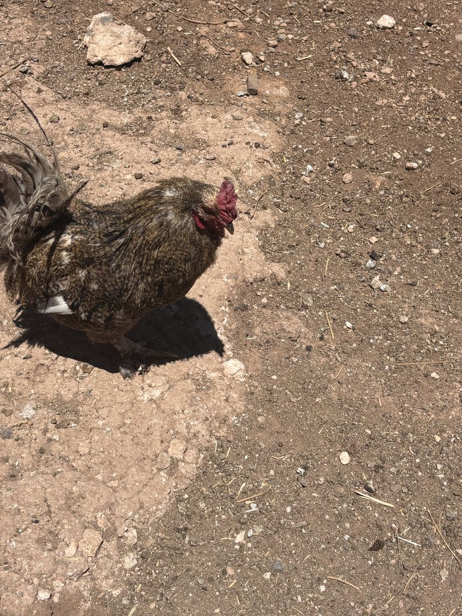 Barred rock EE mix roo