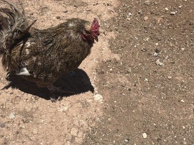 Barred rock EE mix roo