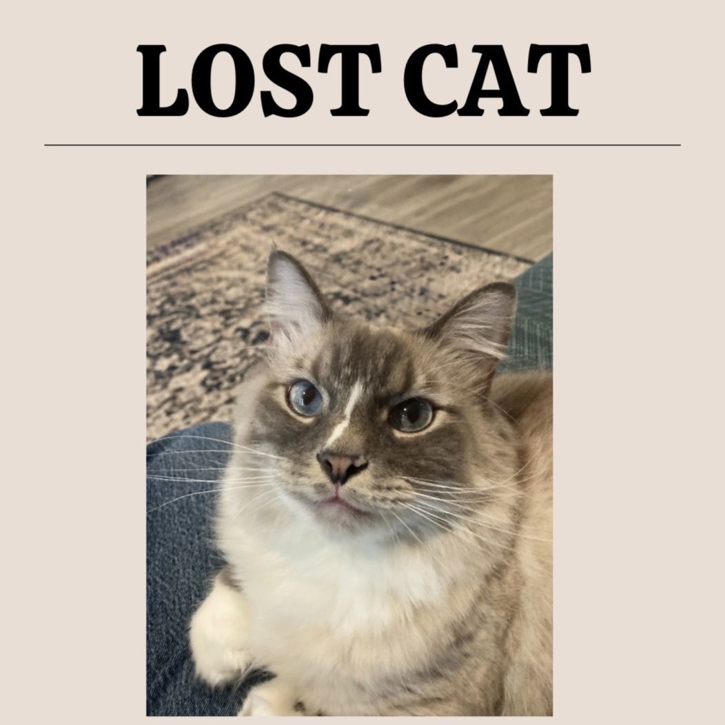 Lost Fluffy White Cat In Eagle Mtn,  UT