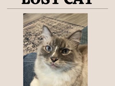 Lost Fluffy White Cat In Eagle Mtn, UT