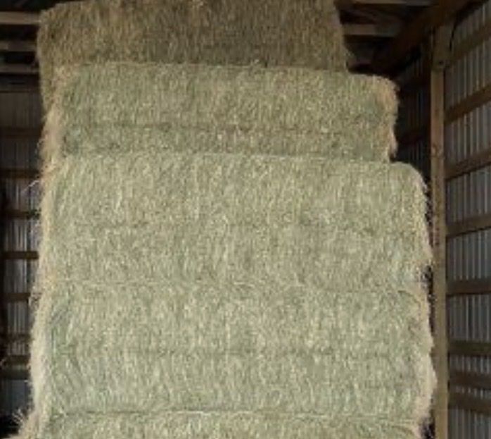 Grass Hay