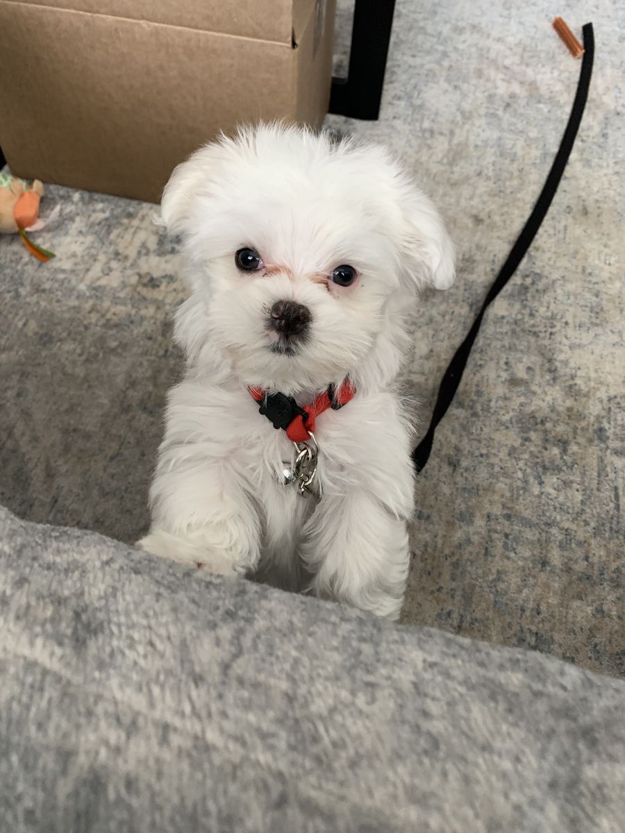 Teacup Maltese Puppy 10 weeks old