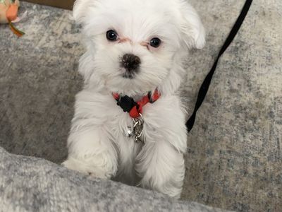 Teacup Maltese Puppy 10 weeks old