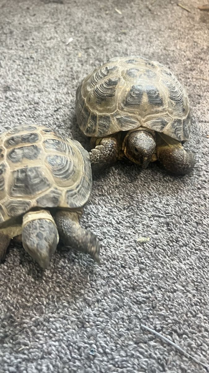 Breeding pair of Russian tortoises
