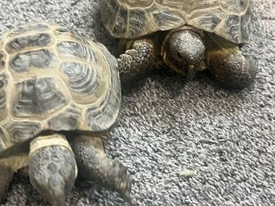Breeding pair of Russian tortoises