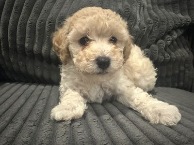Yorkiepoo Puppy