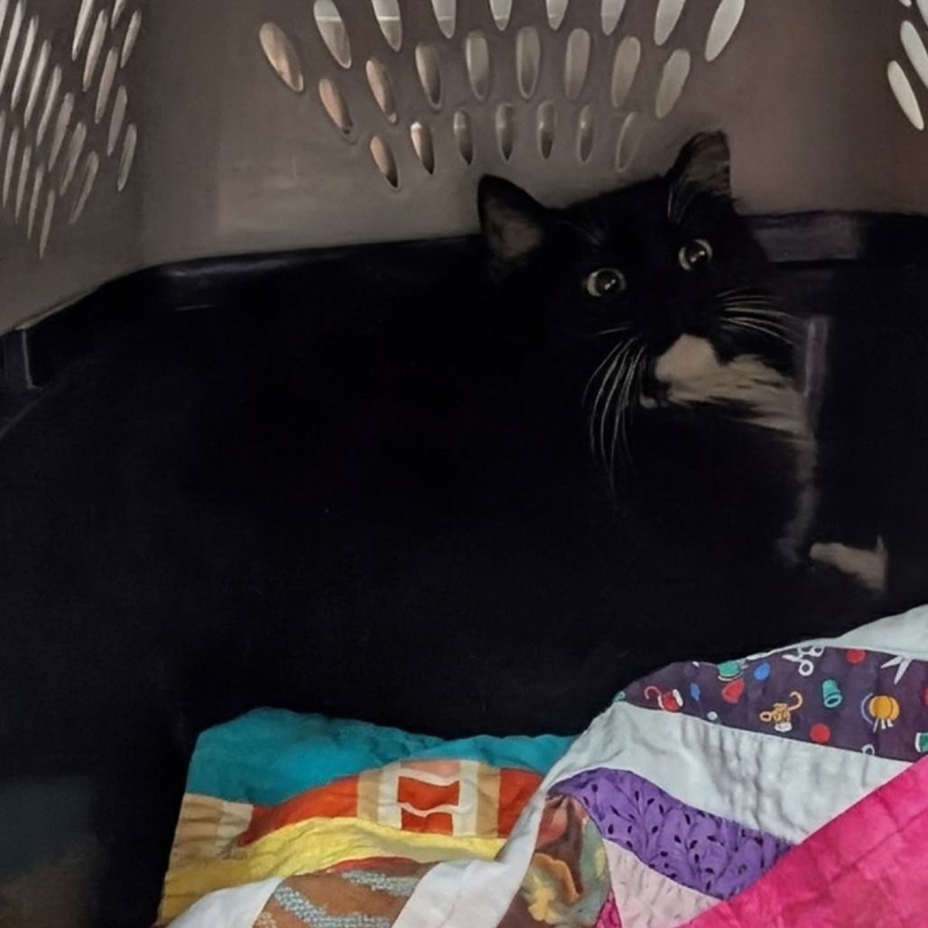 Hello my name is Chrome