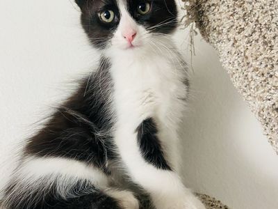 Adorable Kittens for sale!!